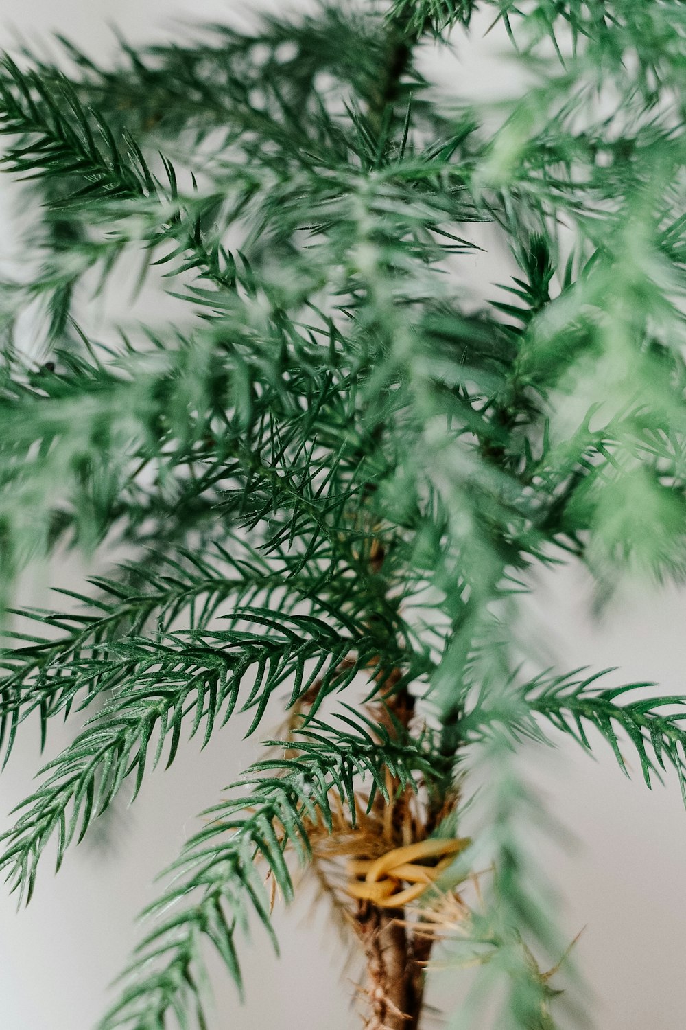 a close up of a plant with green leaves