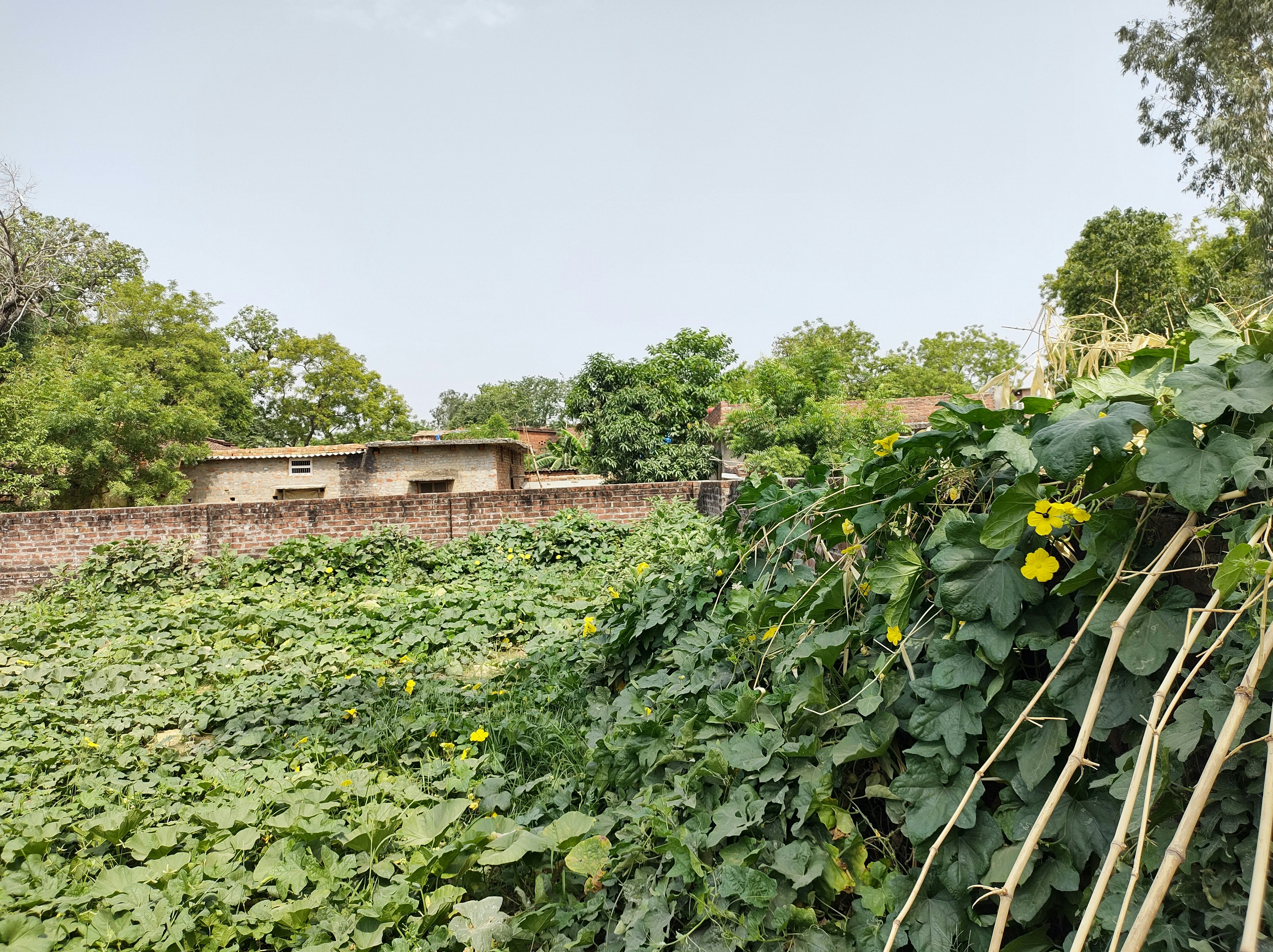 Natural Pest Control Gardening - A Beautiful Garden Filled with Life