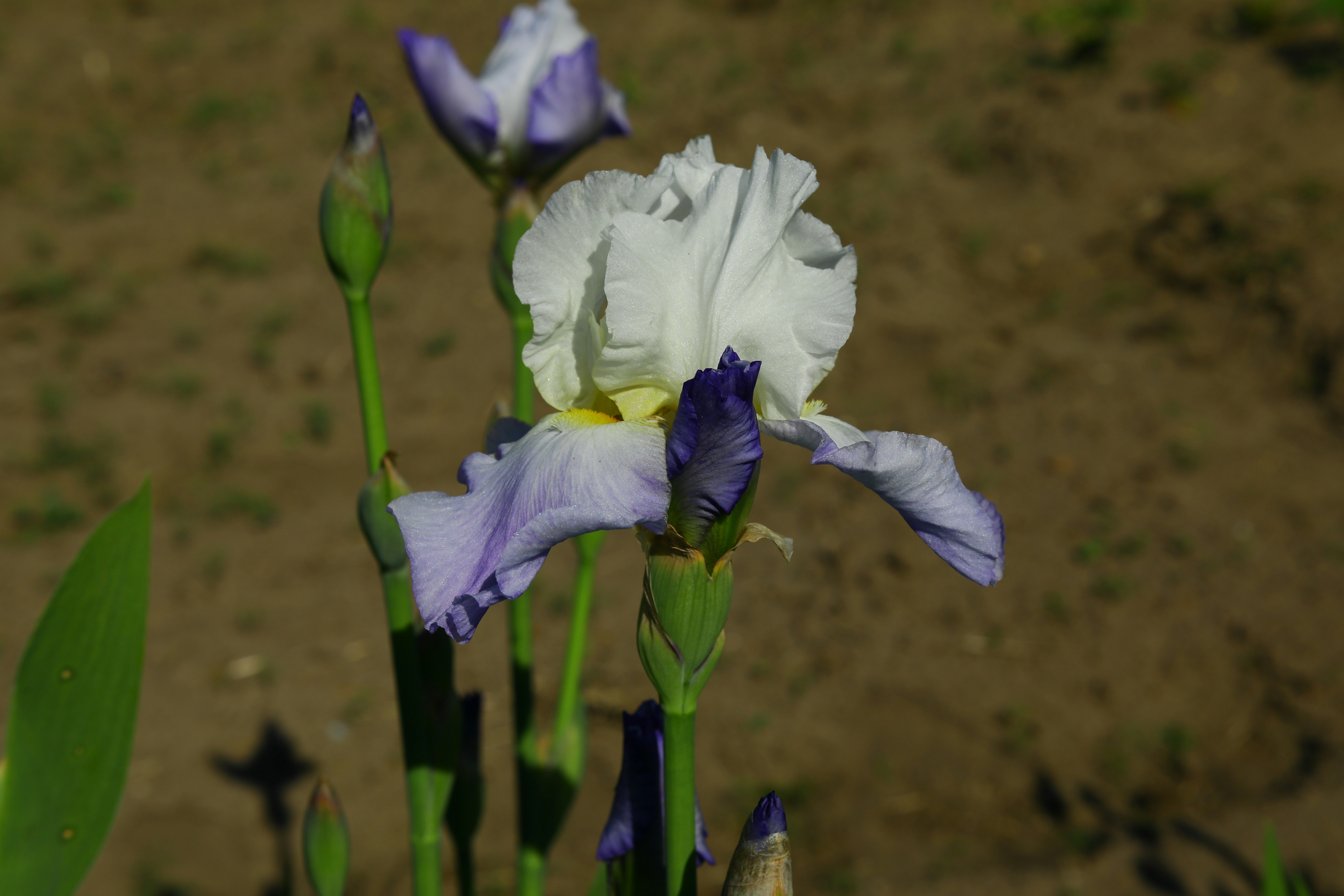 Purple iris flower in summer gardening landscape background.