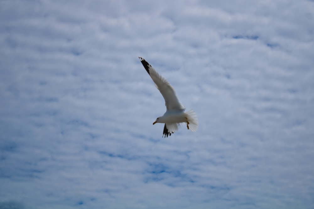 a white bird flying through a cloudy blue sky