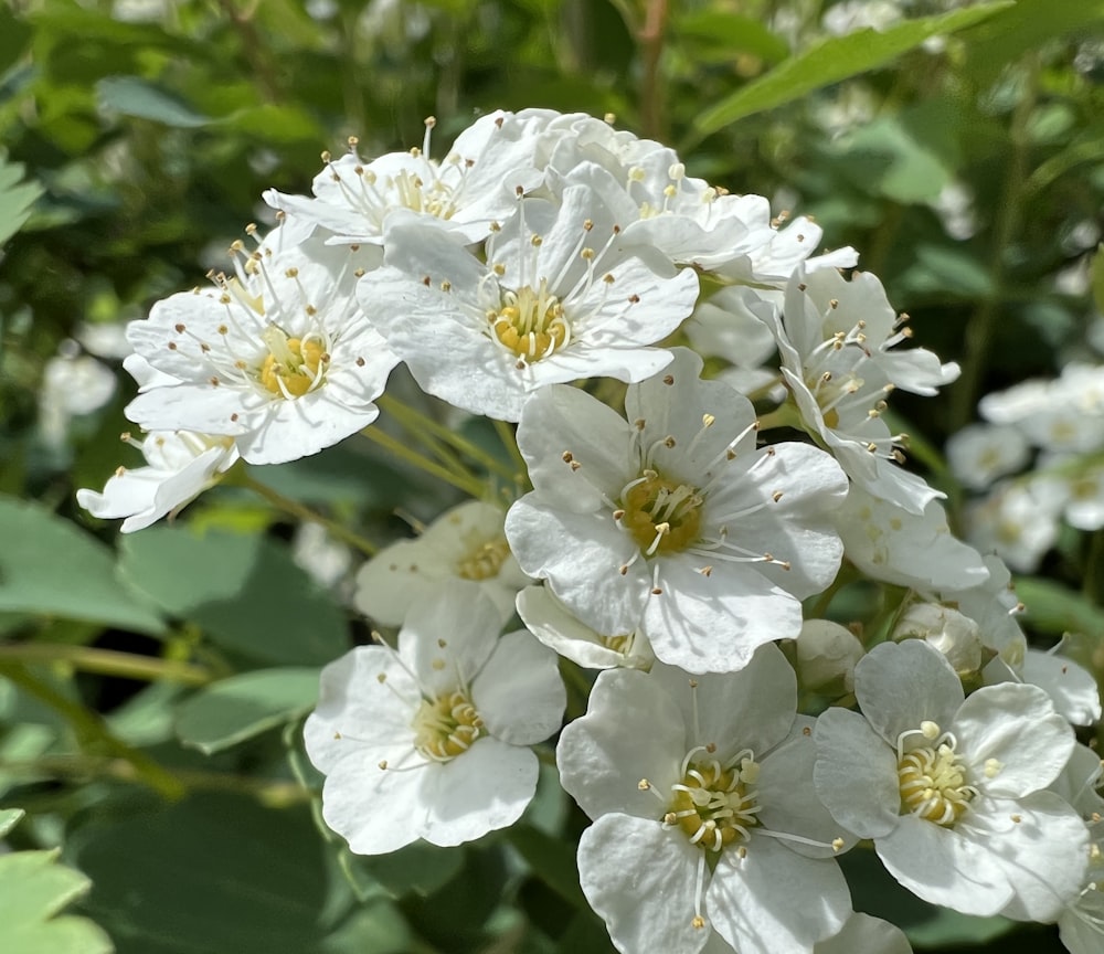 a bunch of white flowers that are in the grass