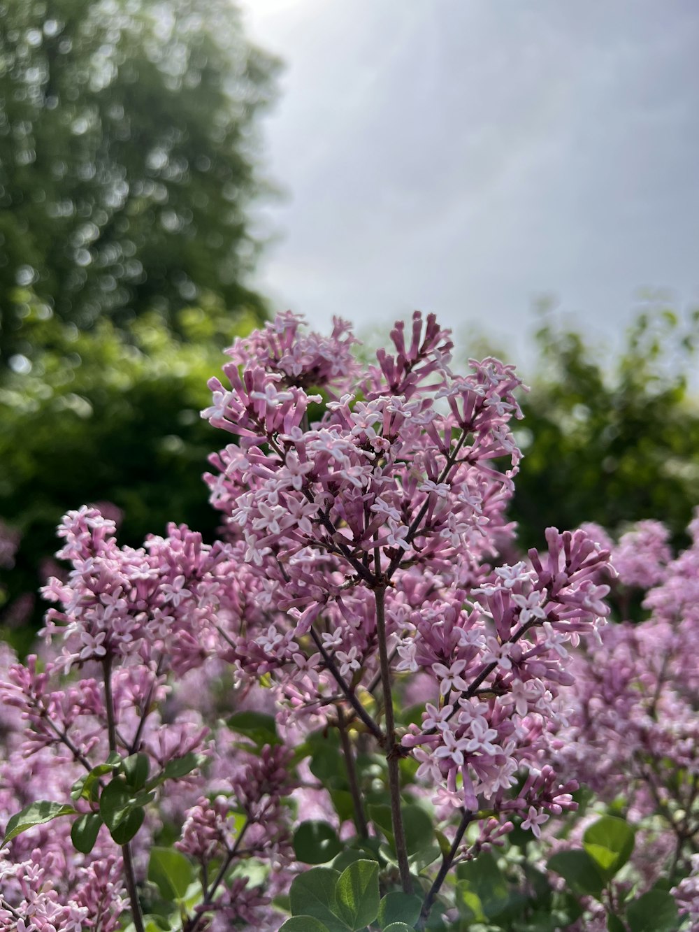 a bunch of flowers that are in the grass