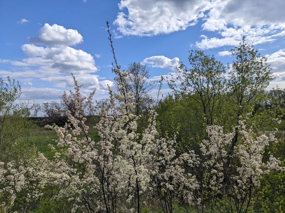 a field full of trees with white flowers