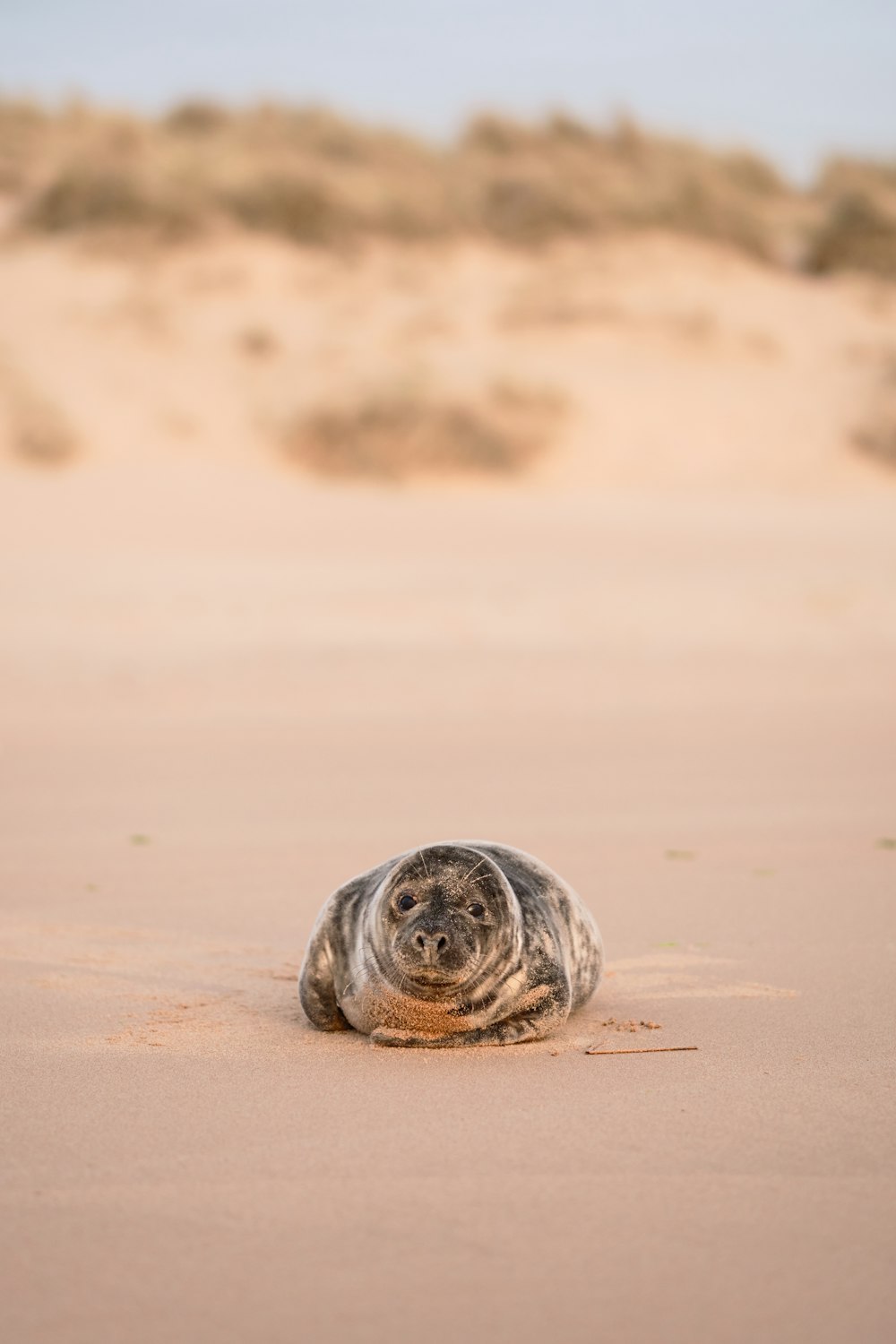 a turtle on a sandy beach