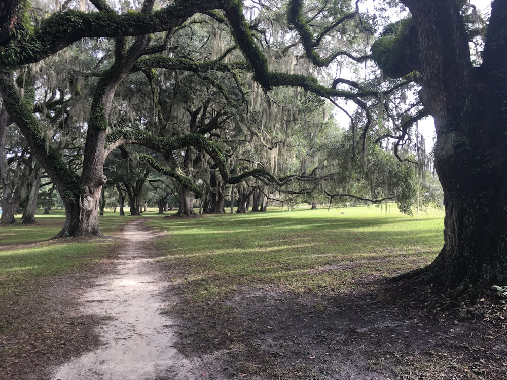 a dirt road surrounded by trees covered in spanish moss