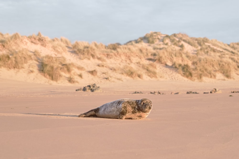 a seal laying on a sandy beach next to a mountain