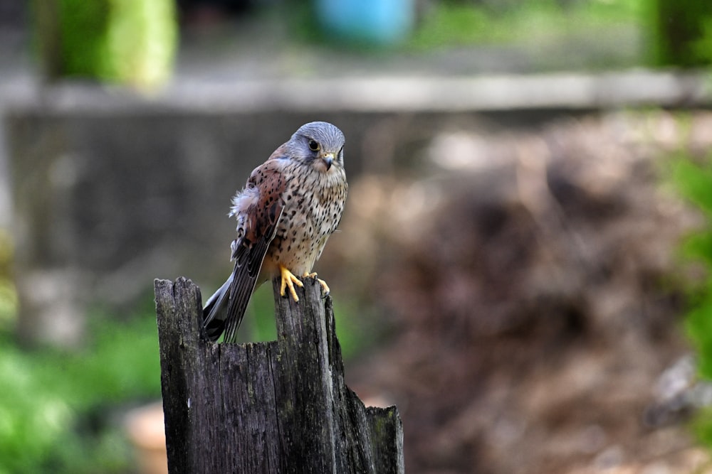 a small bird perched on top of a wooden post