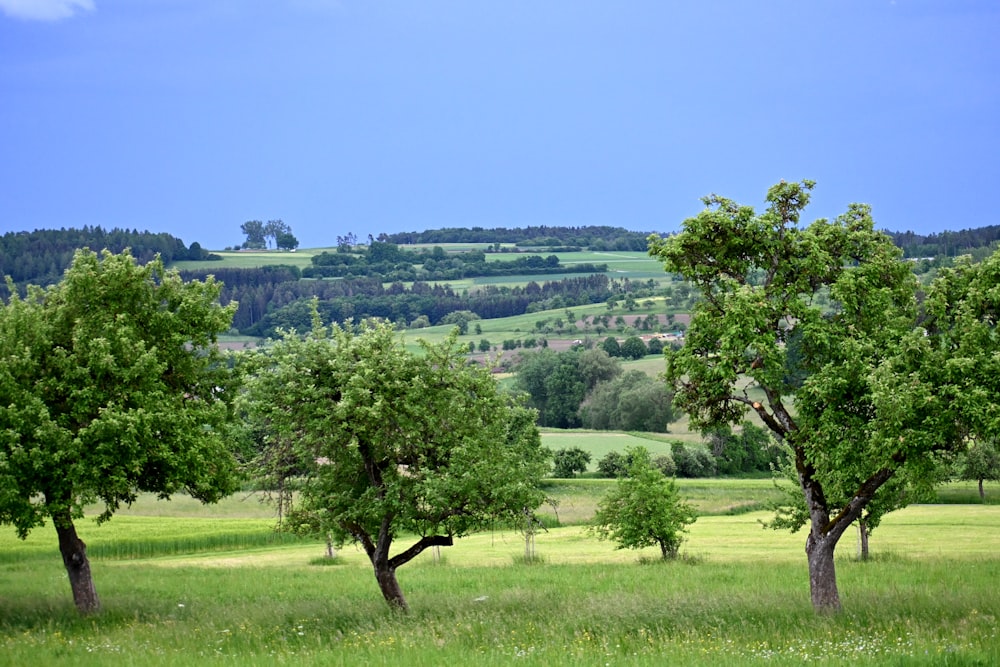 a grassy field with trees and rolling hills in the background