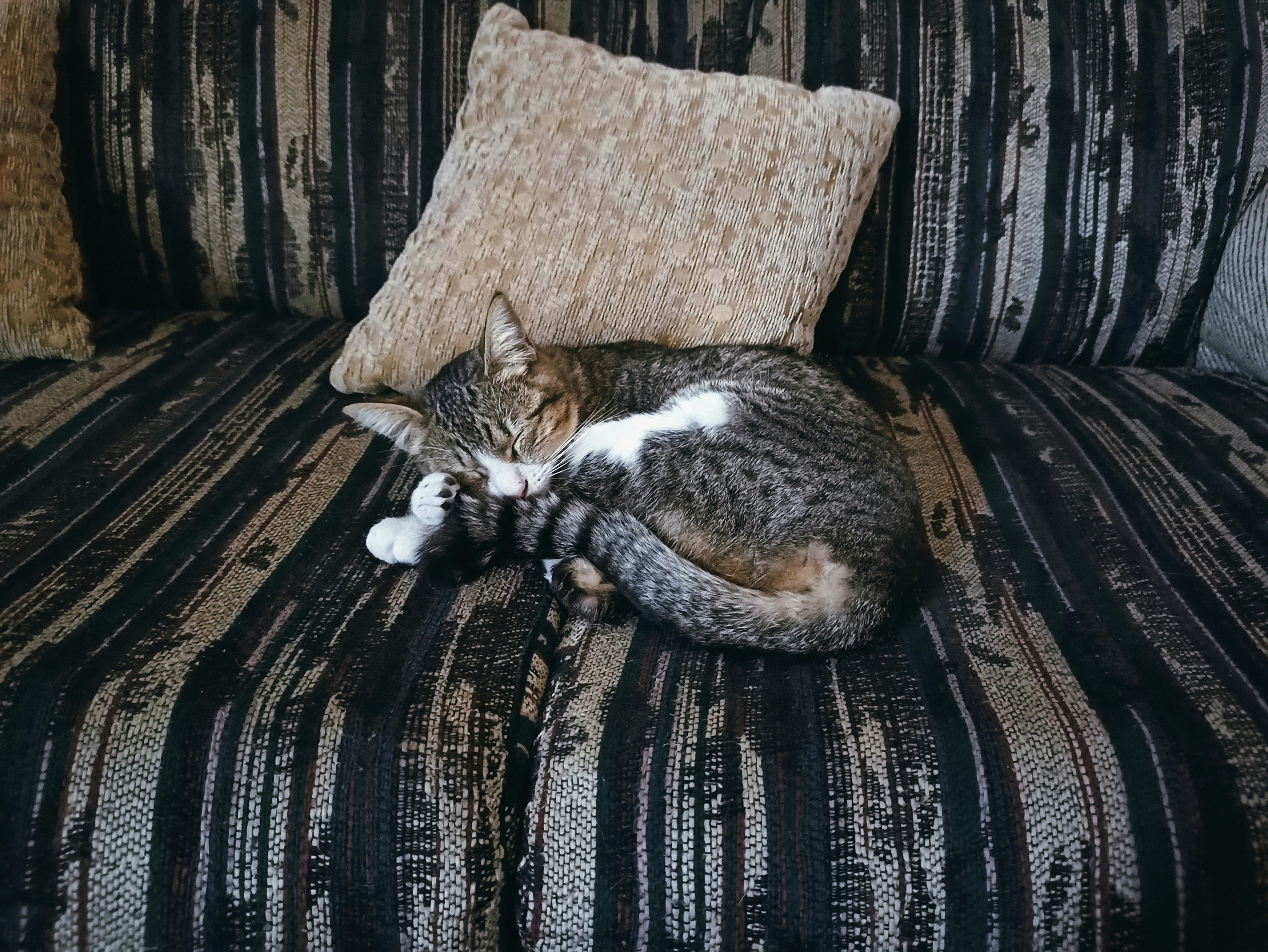 A cat relaxing on a modern, pre-furnished sofa, looking comfortable and at home - Pet friendly furnished rentals