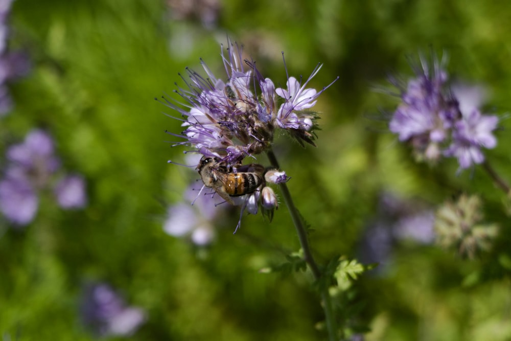 a close up of a flower with a bee on it