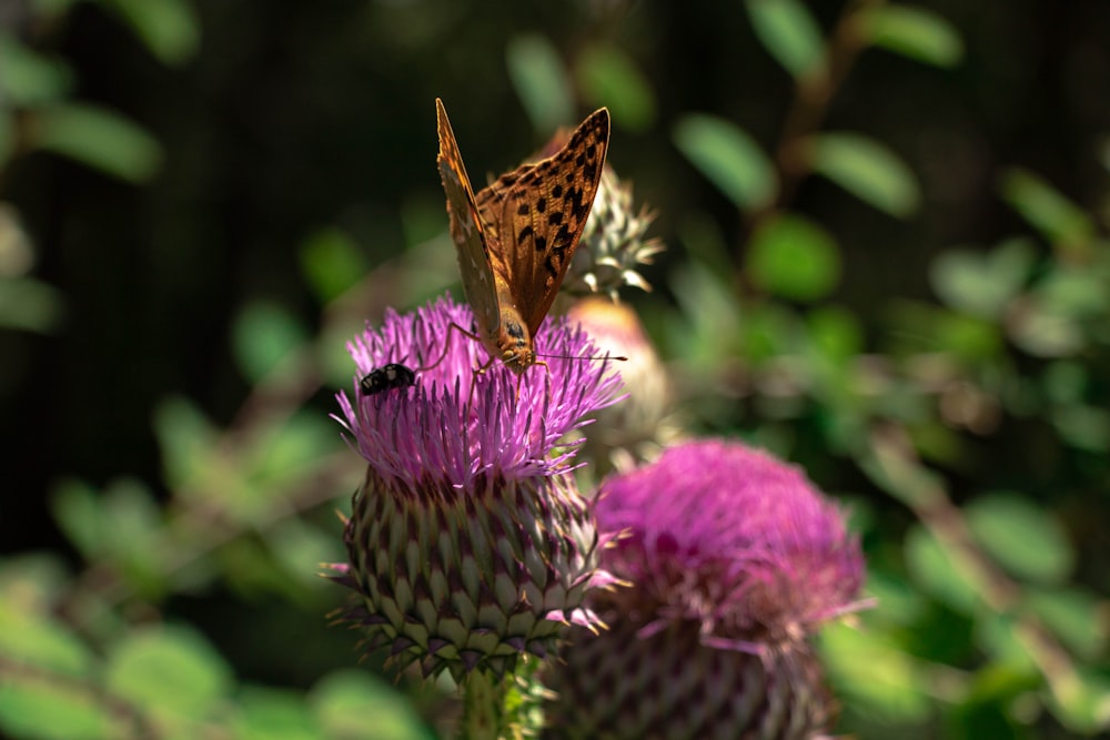 a butterfly sitting on top of a purple flower