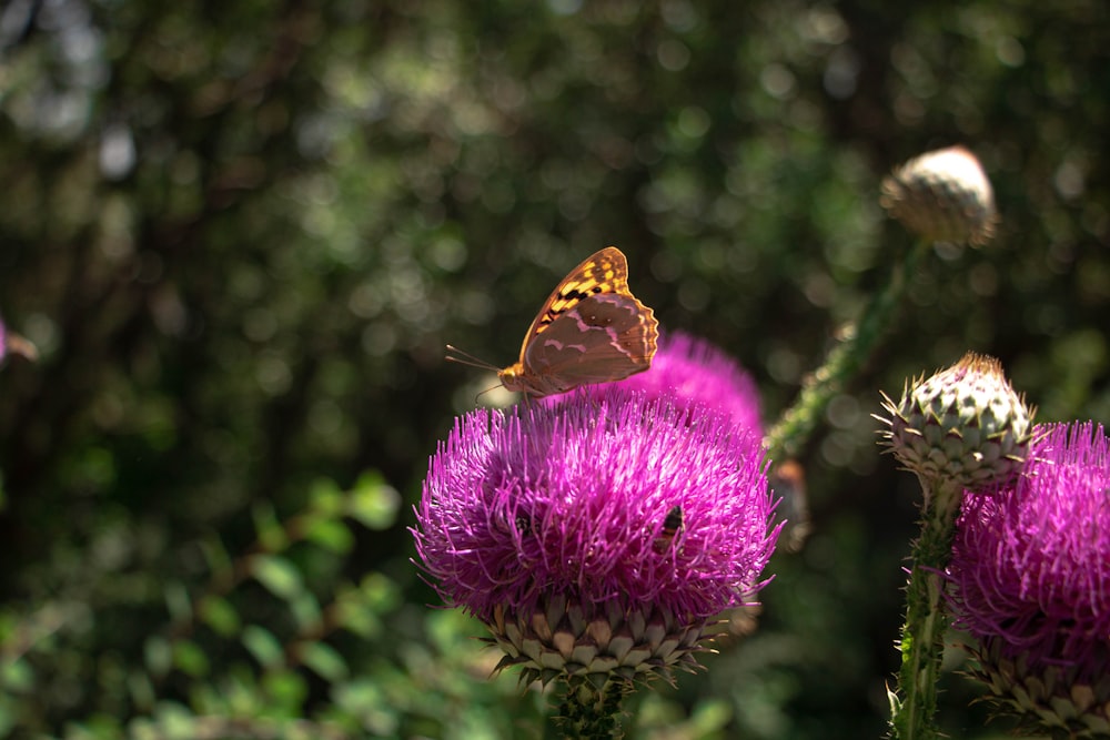 a butterfly sitting on top of a purple flower