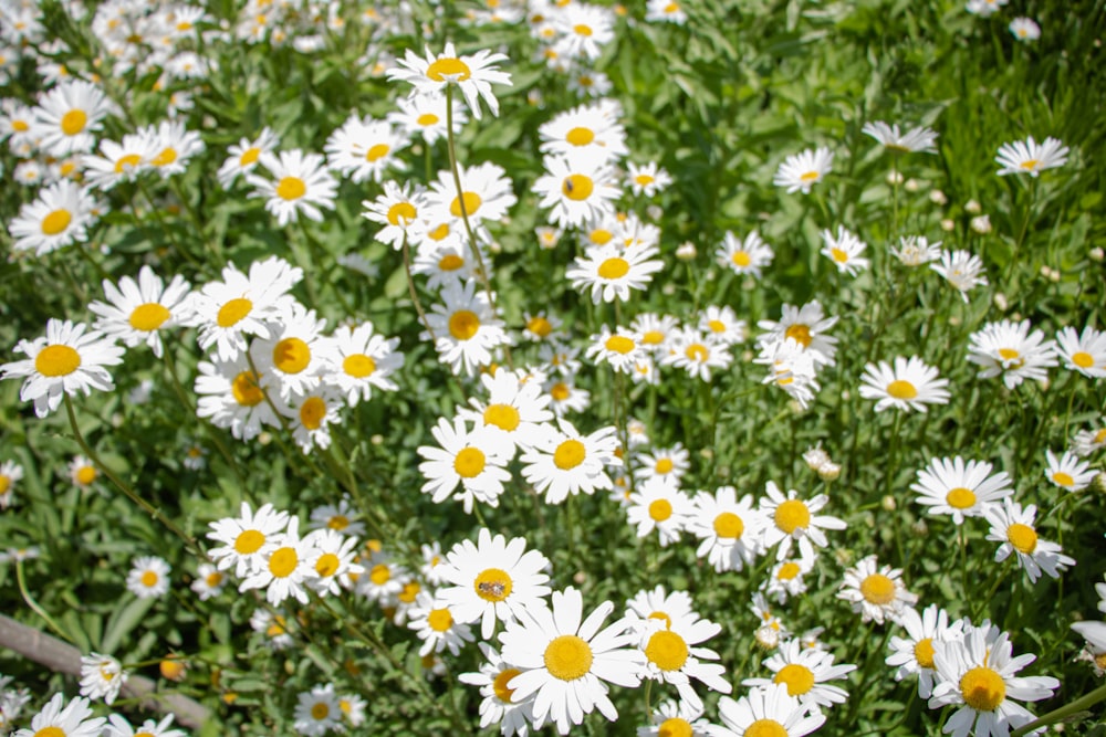 a field full of white and yellow flowers