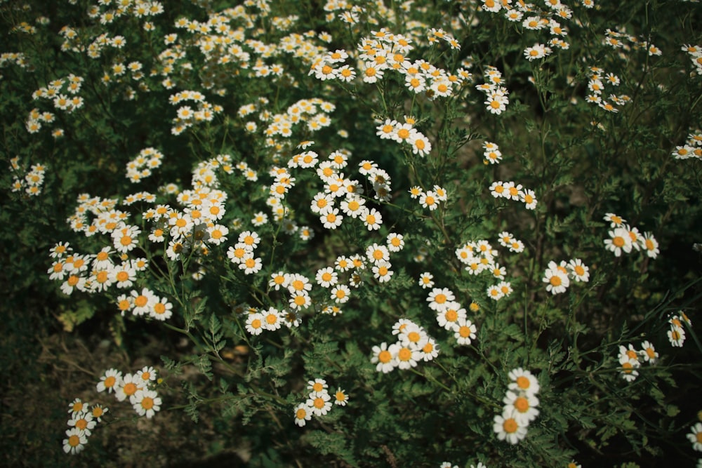 a bunch of white and yellow flowers in a field