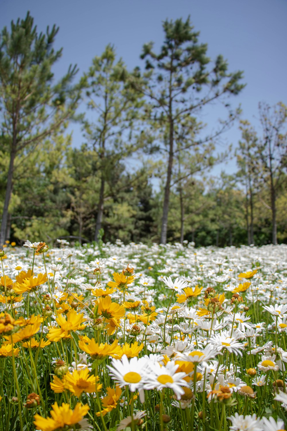 a field full of white and yellow flowers