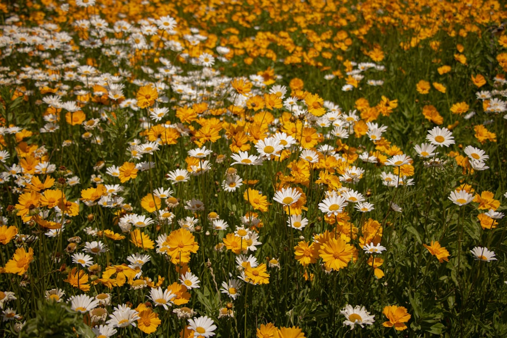 a field full of yellow and white flowers