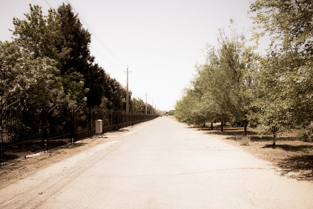 a dirt road with trees lining the sides of it