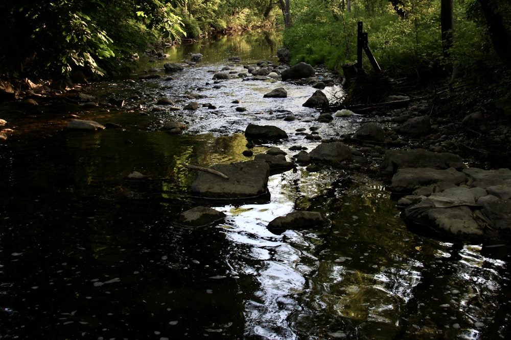 a stream running through a lush green forest