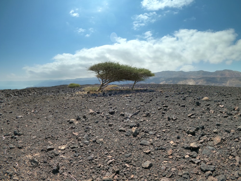 a lone tree in the middle of a rocky area