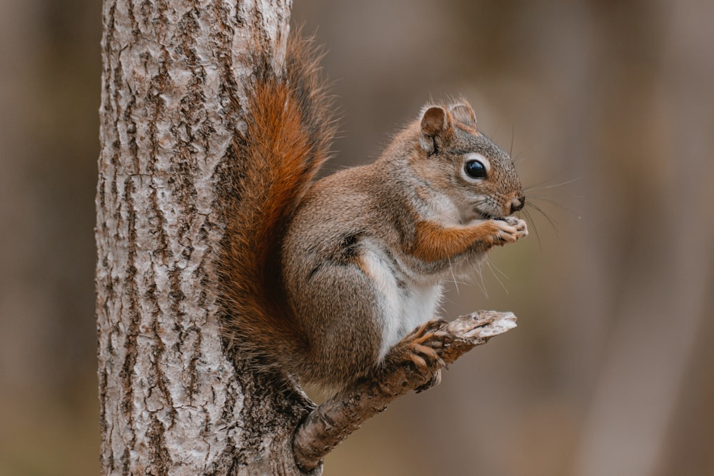 a squirrel is sitting on a tree branch