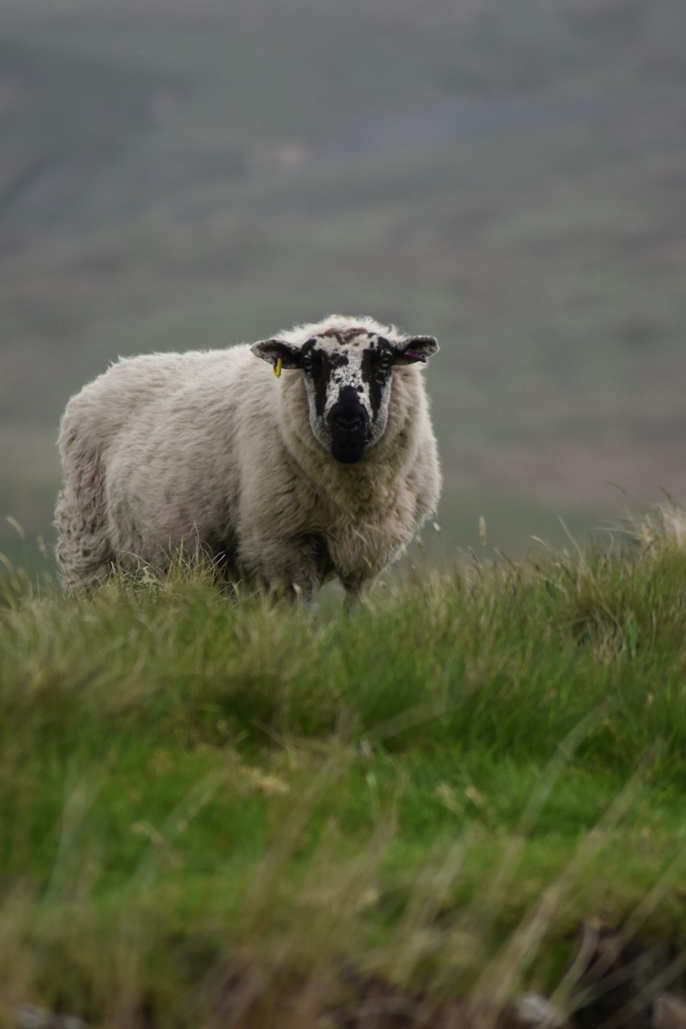 a sheep standing in a grassy field with mountains in the background