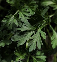 a close up of a green plant with leaves