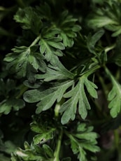 a close up of a green plant with leaves