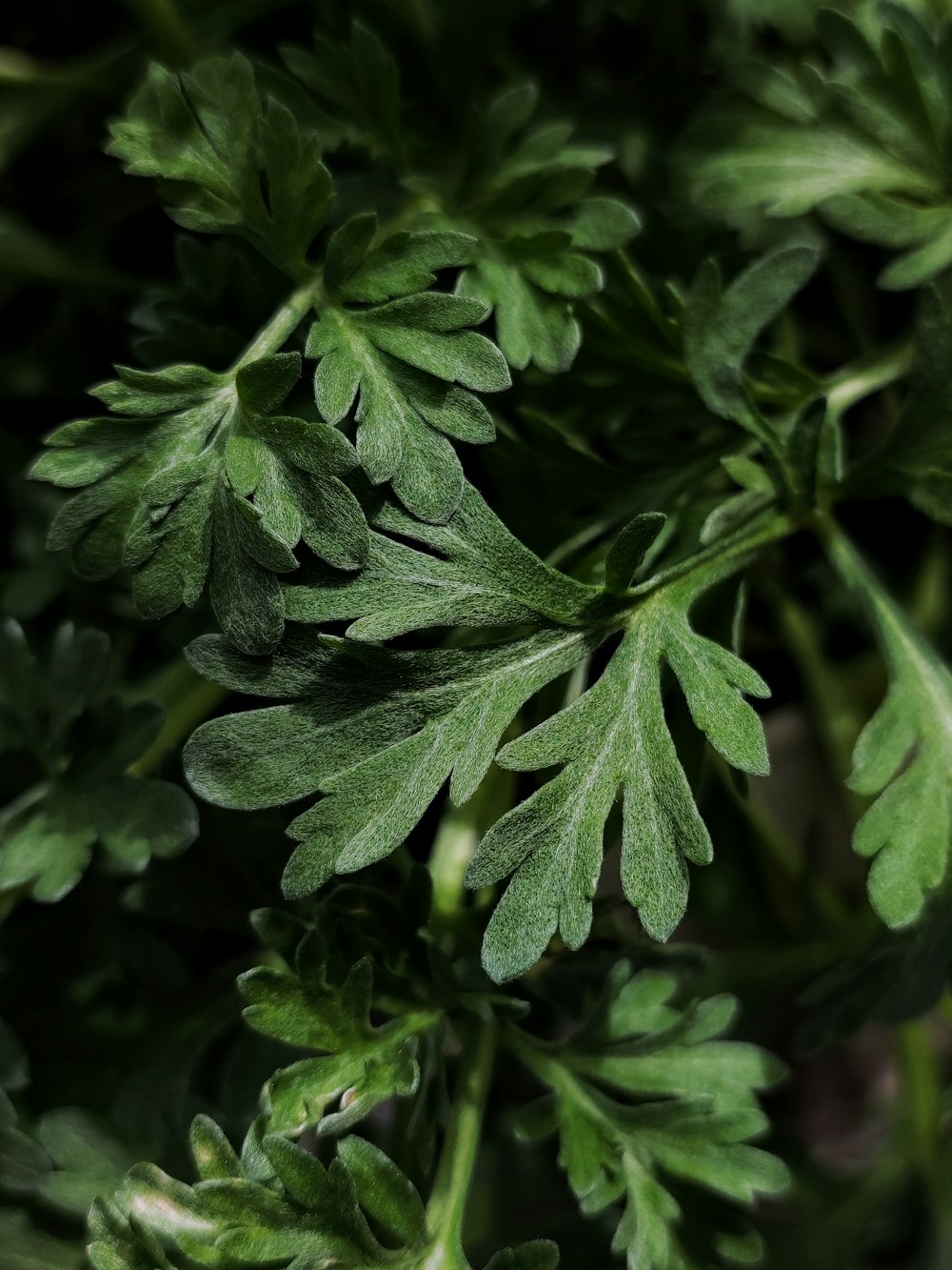 a close up of a green plant with leaves