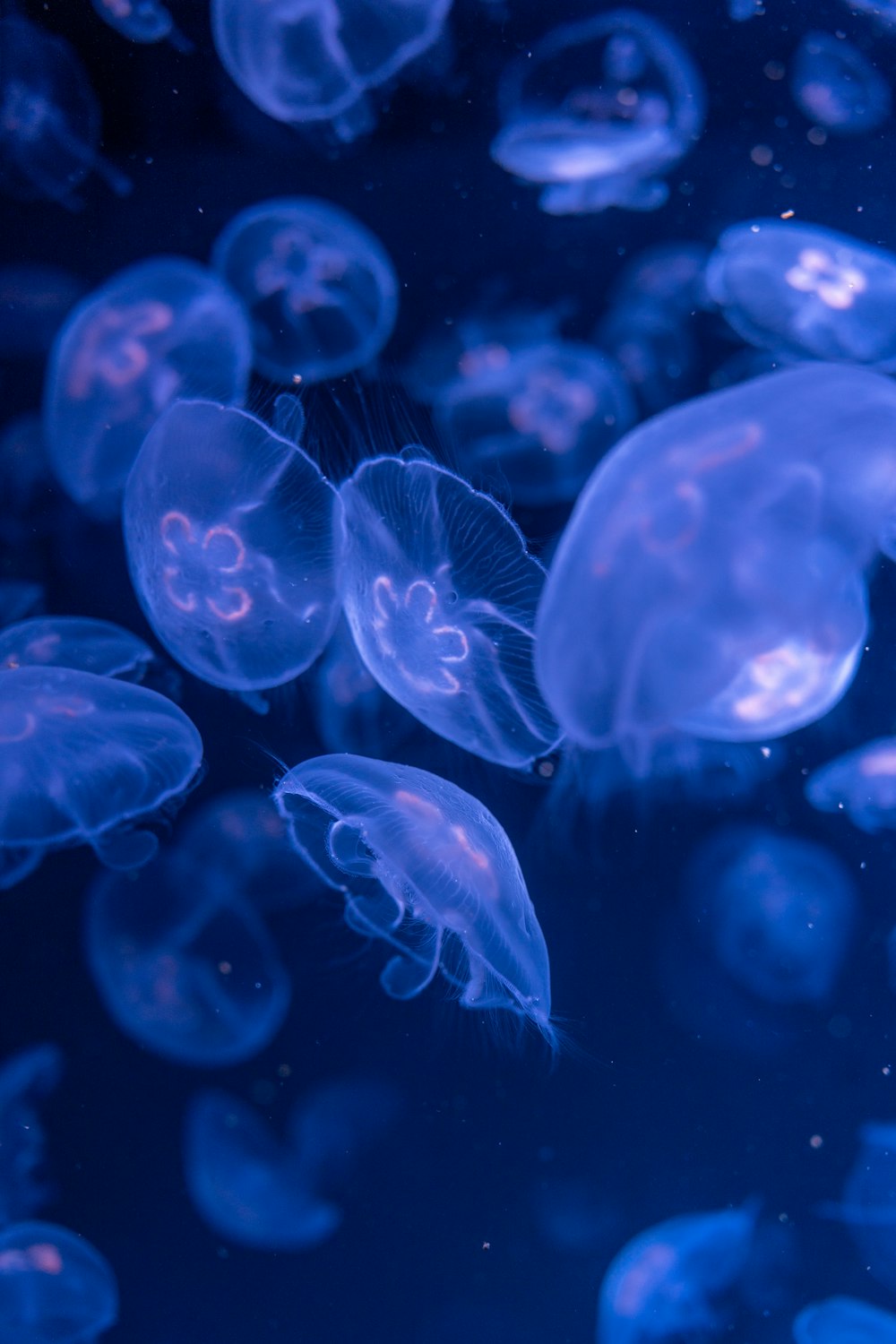 a group of jellyfish swimming in a tank