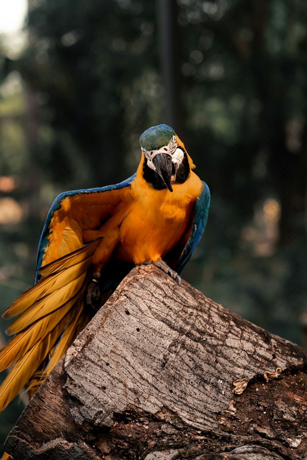 a blue and yellow parrot sitting on top of a tree stump