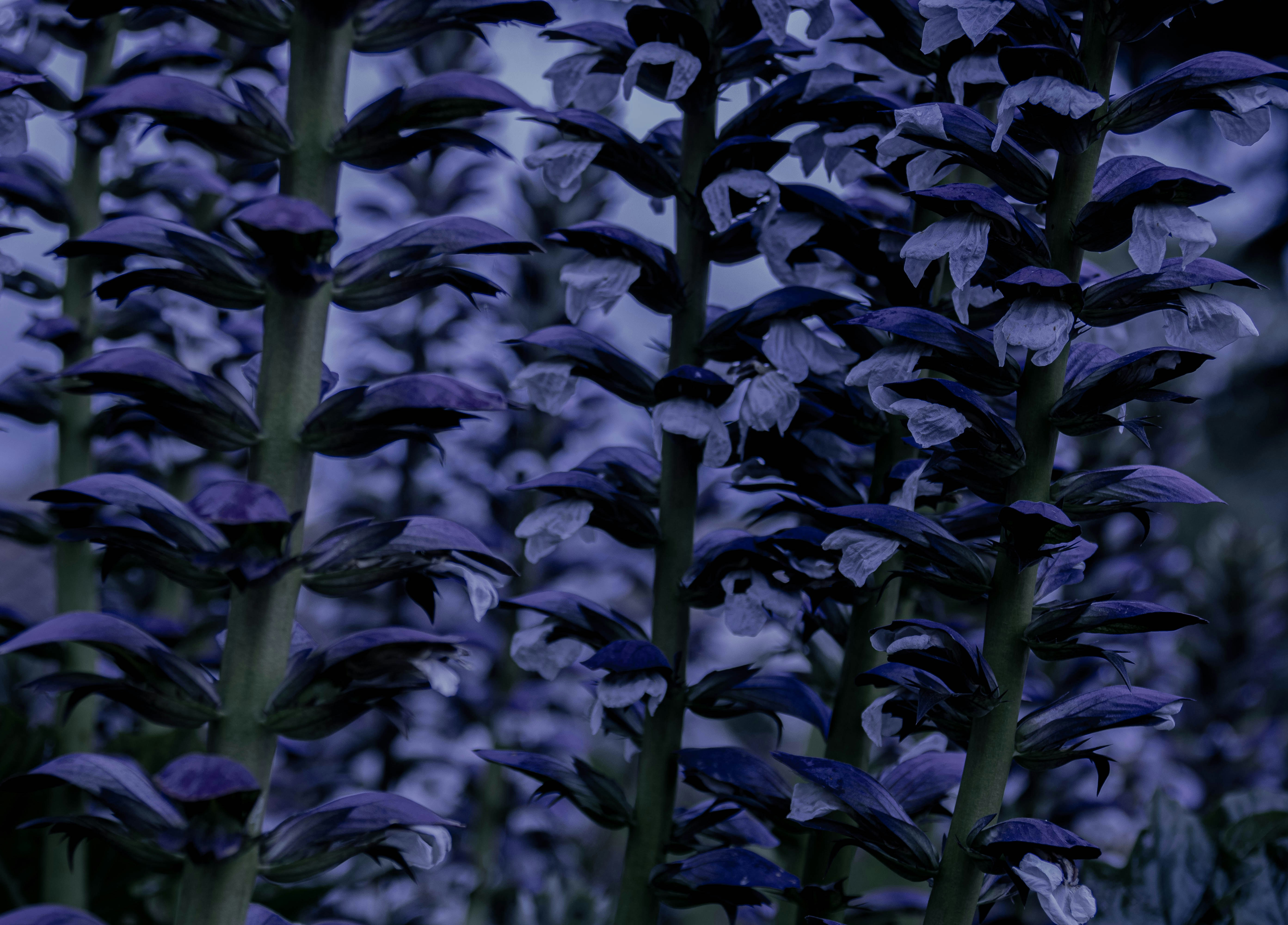 a bunch of purple flowers in a field