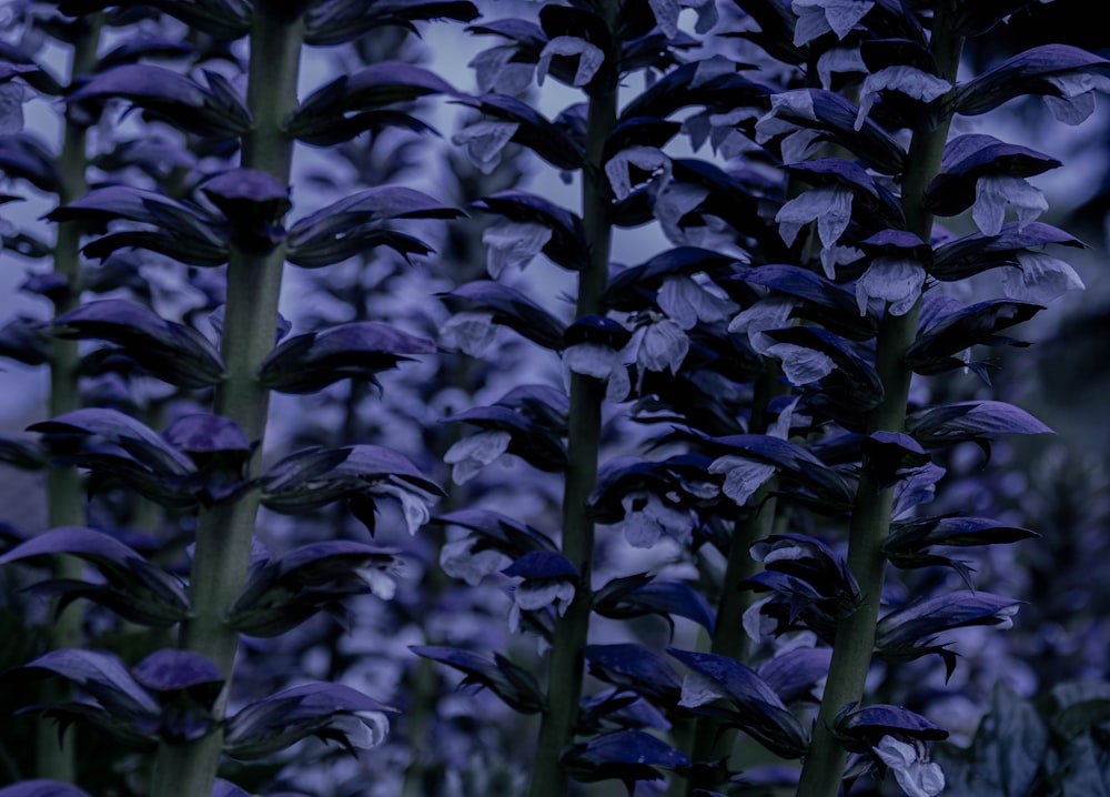 a bunch of purple flowers in a field