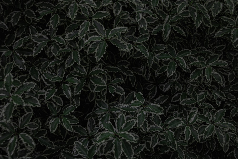 a close up of a plant with green leaves