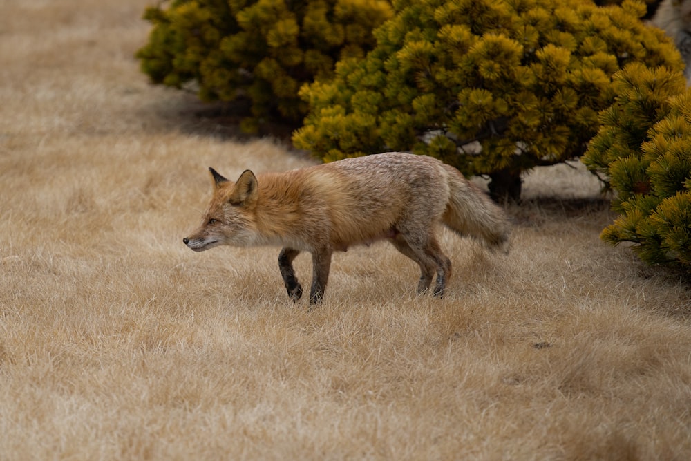 a red fox walking through a dry grass field