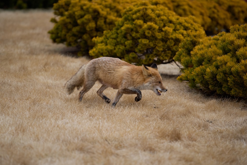 a fox is walking through a field of dry grass