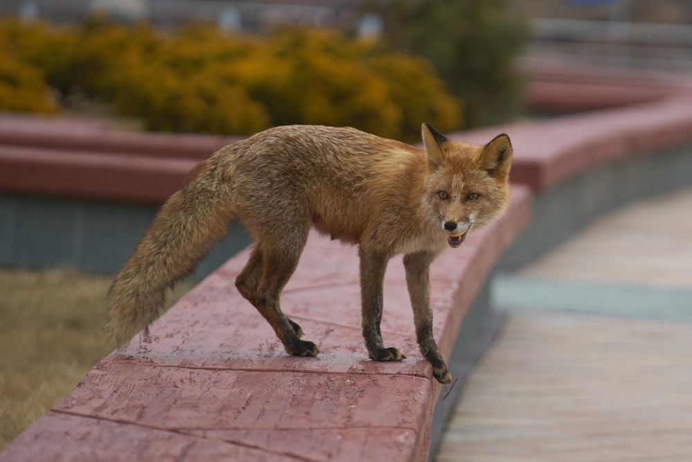 a red fox standing on top of a brick wall