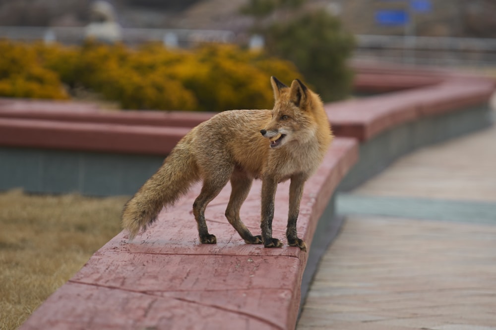 a small red fox standing on top of a brick wall