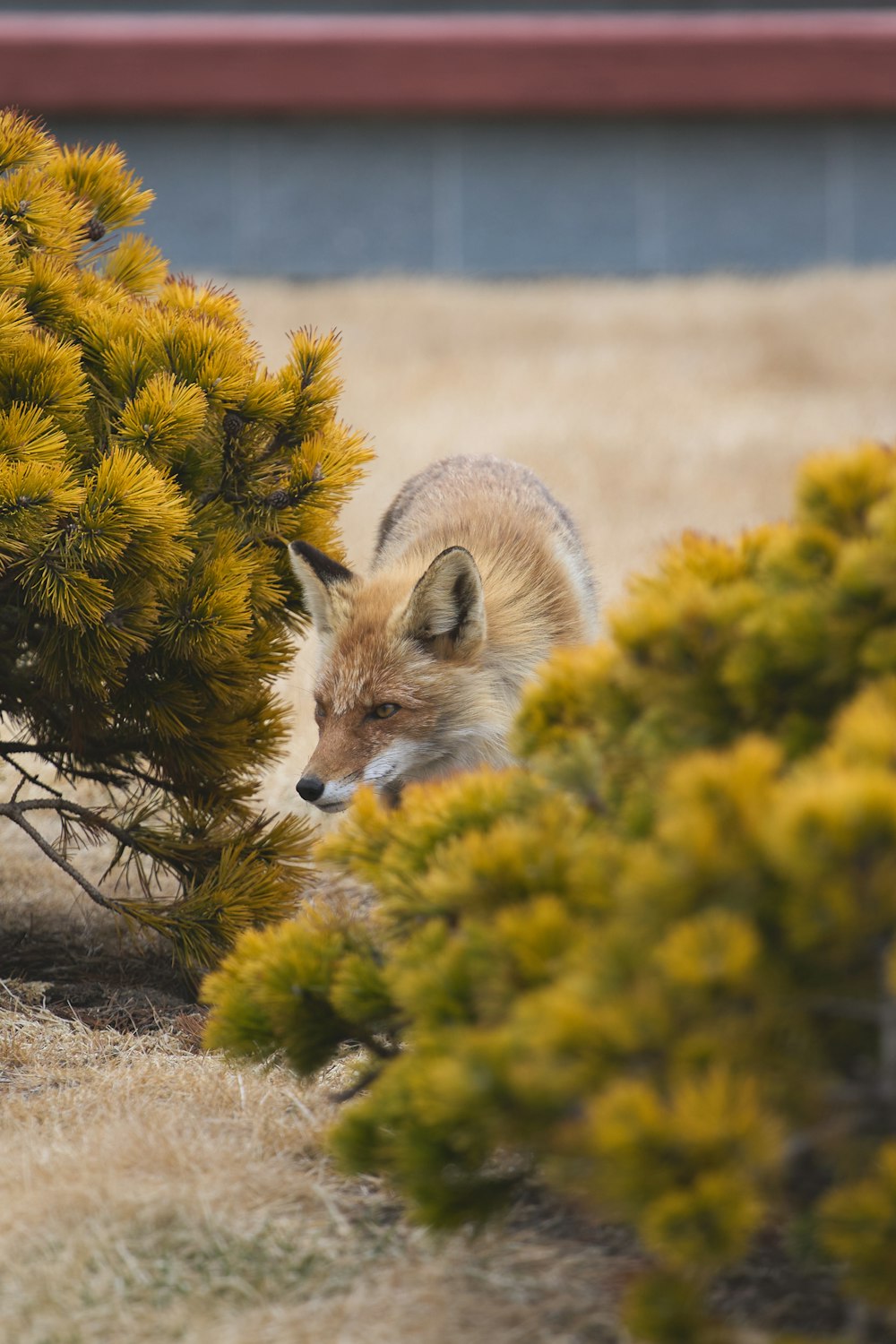 a fox hiding behind a bush in a field