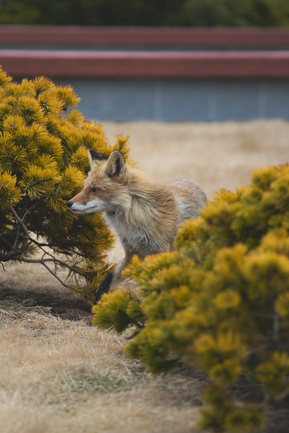 a red fox hiding behind a bush in a field