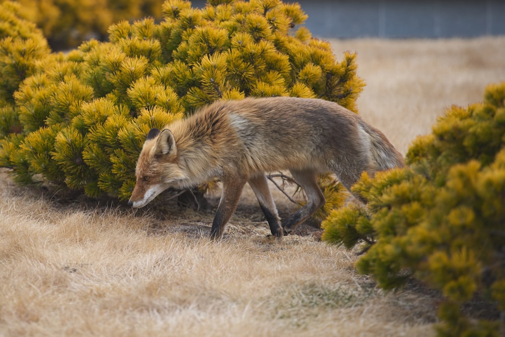 a lone fox walking through a field of grass