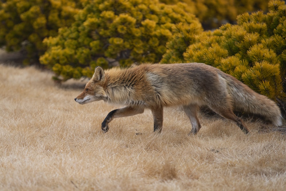 a fox walking through a dry grass field