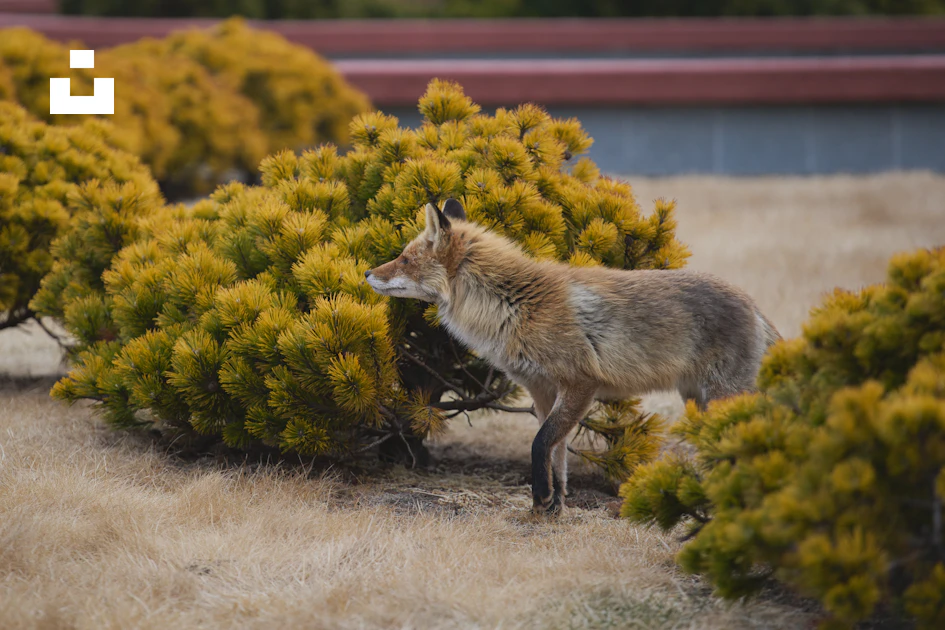 Loner Fox A lone fox standing in a field of grass photo – Free Russia Image on ...