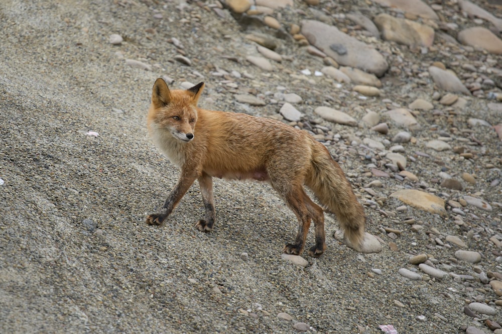 a red fox walking on a rocky hillside