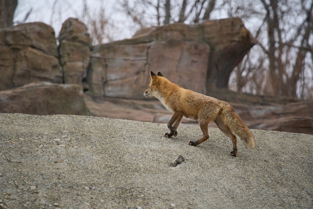 Un zorro rojo caminando por una ladera rocosa