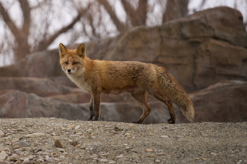 a red fox standing on top of a rocky hillside