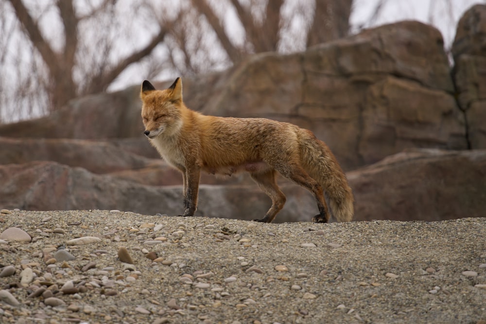 a red fox standing on top of a rocky hillside