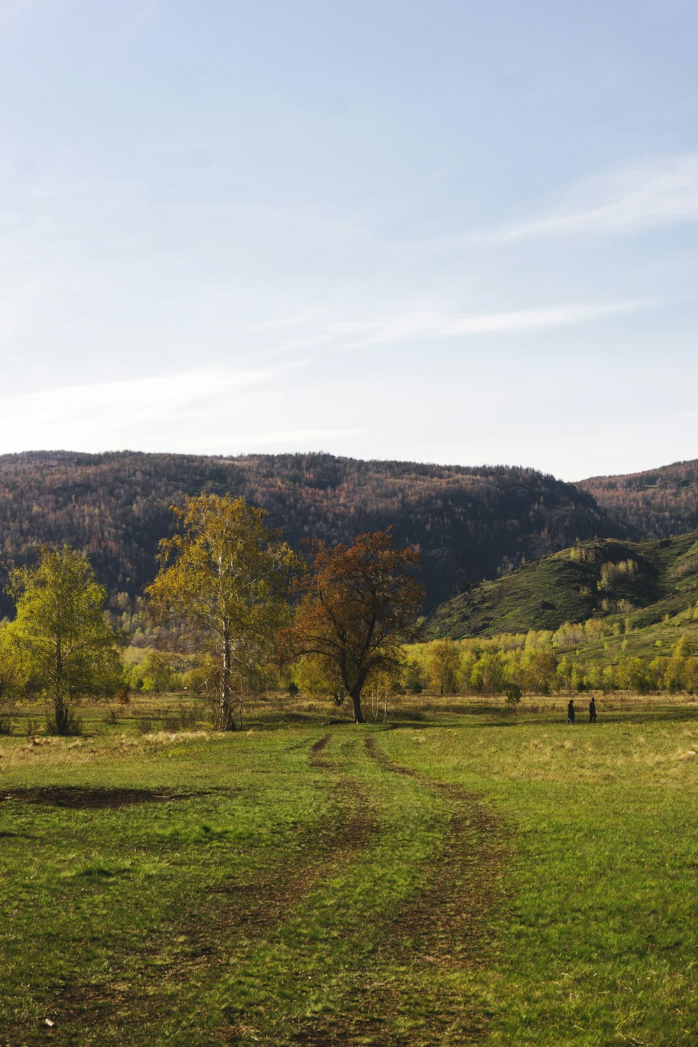 a grassy field with trees and mountains in the background