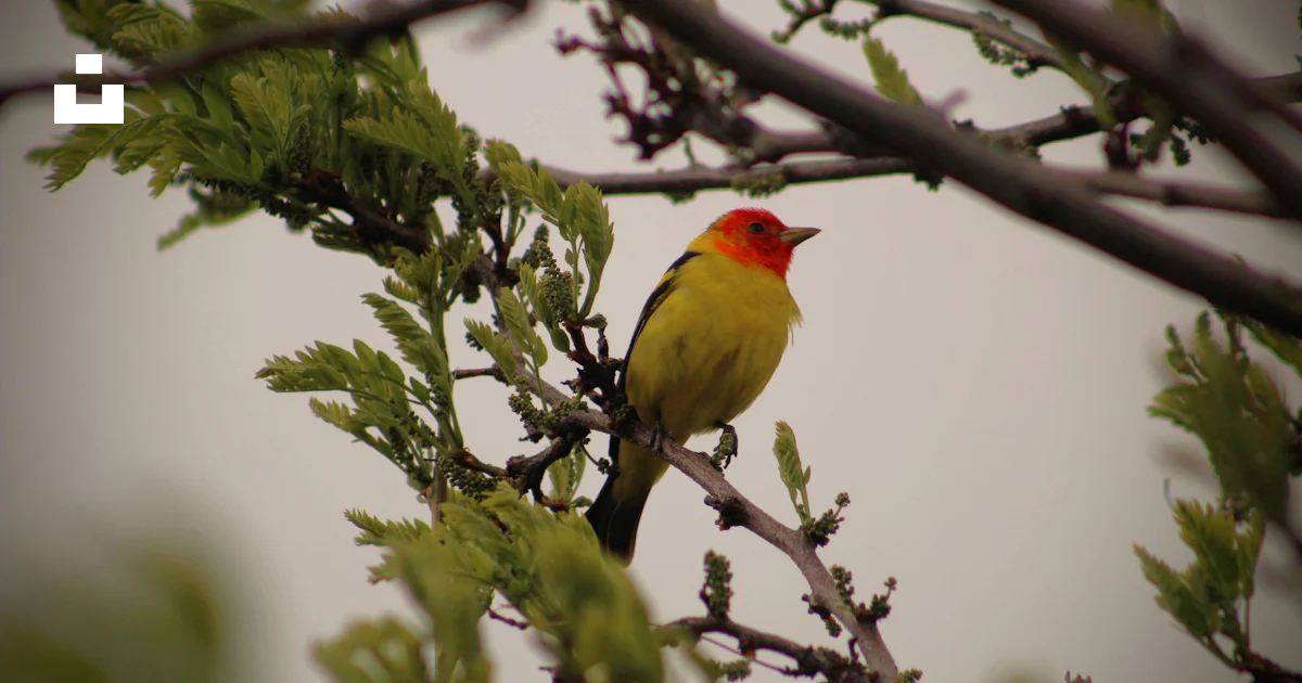 Un petit oiseau jaune et rouge perché sur une branche d’arbre photo ...