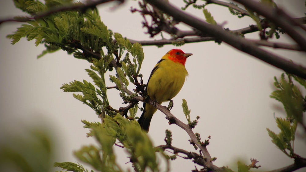 a small yellow and red bird perched on a tree branch