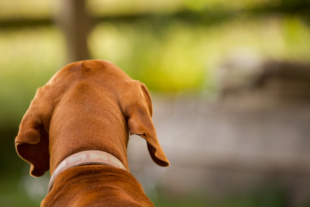 eine Nahaufnahme des Kopfes eines Hundes mit verschwommenem Hintergrund